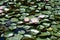 Flower of waterlilies flowering on small lake detail photography