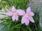 Flower of the West Wind-Zephyranthes Carinata. 6 petal pink flower