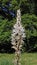 Flower of white asphodel