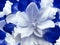 Flower white-blue tulip. floral collage. Flower background. Close-up.