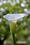 Flower of white calla sunlit