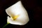 Flower of white calla (Zantedeschia) on a black background