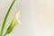 Flower of white calla (Zantedeschia) on a light background