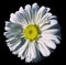 Flower white Chamomile on black isolated background with clipping path. Daisy white-yellow with droplets of water for design. Cl