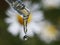 Flower-white chamomile is reflected in the drop of oil falls fr