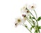 Flower white chrysant a long stem mum wh