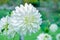 Flower white chrysanthemums