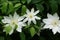 Flower white clematis close-up. Flowers Clematis varieties Arctic Queen