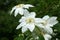 Flower white clematis close-up. Flowers Clematis varieties Arctic Queen