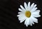 Flower white daisy on a brown suede background. Closeup. Place for the text. View from above.