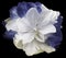 Flower White-gray-blue tulip on black isolated background with clipping path. no shadows. Closeup.
