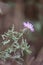 flower of a white knapweed