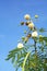 Flower of white leadtree