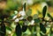 Flower of White manuka, New Zealand teatree