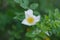 A flower with white petals and a yellow core. Wild rose blooms