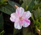 flower white and pink, Mirabilis jalapa  maravilla del PerÃº o clavellina