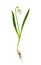 Flower white snowdrop  Galanthus nivalis L.  with bulb root on white background