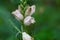 Flower of a white turtlehead, Chelona glabra