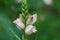 Flower of a white turtlehead, Chelona glabra