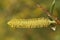 The flower of a White Weeping or Weeping Willow Tree, Salix alba, growing at the edge of water in spring.