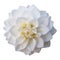 Flower white on white background isolated high quality photo