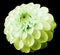 Flower white-yellow-green dahlia black isolated background with clipping path.