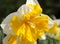 Flower with white and yellow petals of narcissus Split-corona: Collar