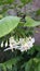 Flower whiteflower nature green asia