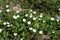 Flower - whiter flower grows in the forest