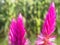 flower wild boroco or celosia argentea lim purple color