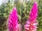flower wild boroco or celosia argentea lim purple color