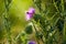 Flower of wild Carduus crispus