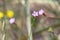 Flower of a wild carnation, Petrorhagia nanteuilii