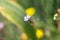 Flower of a wild carnation, Petrorhagia nanteuilii