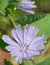 Flower of wild chicory