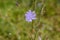 Flower of wild chicory on a background of a different field grass.