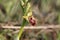 Flower of the wild early spider-orchid Ophrys sphegodes