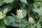 Flower of a wild liquorice, Astragalus glycyphyllos