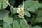 Flower of a wild liquorice, Astragalus glycyphyllos