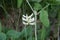 Flower of a wild liquorice, Astragalus glycyphyllos