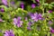 Flower of the Wild mallow, Malva silvestris, Bavaria, Germany, Europe