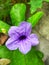 THE FLOWER OF THE WILD PURPLE KENCANA OR PLETEKAN IS A BLUE A PURPLE BUSH PLANT THAT HAS BROWN DRY FRUIT