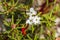 Flower wild rosemary - Ledum palustre in natural tundra environm