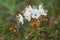 Flower wild rosemary - Ledum palustre in natural tundra environment