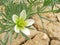 Flower of Wild Rue or Peganum harmala in cracks