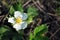 Flower of wild strawberry, growing spring in forest close up macro detail, soft blurry dark green grass