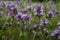 Flower of wild thyme, herb Thymus serpyllum, thyme Breckland. Garden thyme up close. Aromatic spice in cooking. Natural medicine.