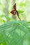 Flower from wild Trillium grandiflorum in North Carolina