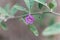 Flower of a wolfberry Lycium barbarum