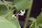 Flower of a wonderberry, Solanum retroflexum